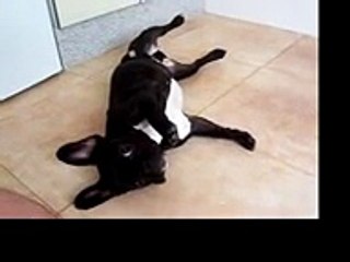 MI BULLDOG FRANCES LAIA