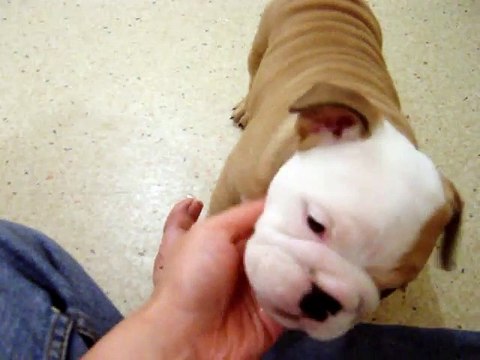 Molly Awake British Bulldog Puppy