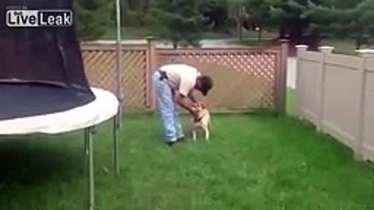Mudd The Bulldog Jumps on The Trampoline