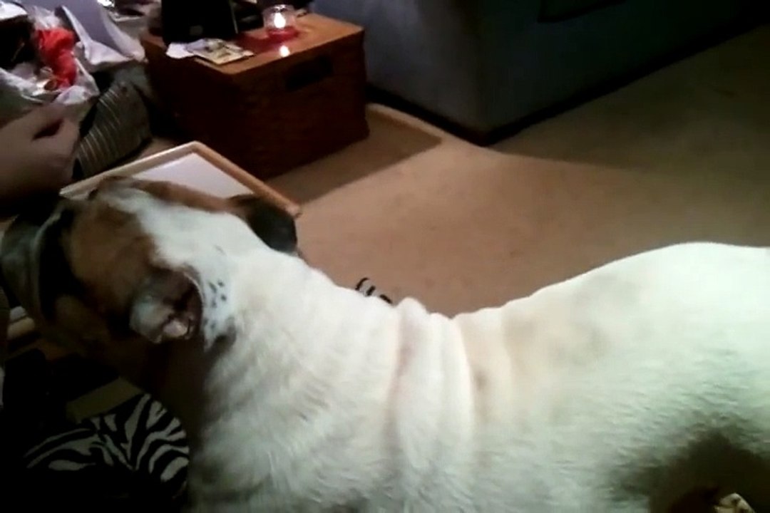 My English Bulldog Bruiser gets stuck rolling over