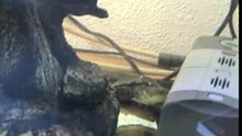 Pelusios castaneus 2