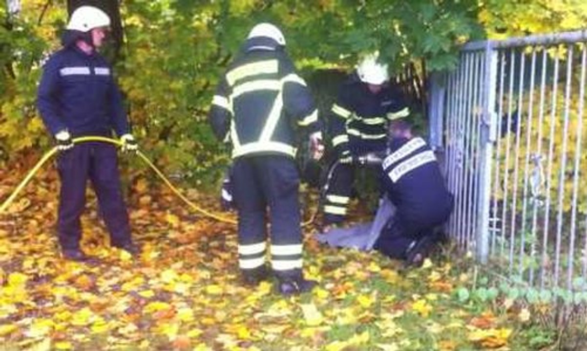 Un cerf coincé dans un portail, sauvé par des pompiers allemands !