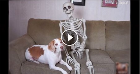 Dog gets Tricked in Halloween