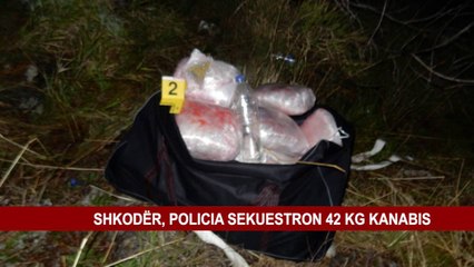 SHKODËR, POLICIA SEKUESTRON 42 KG KANABIS