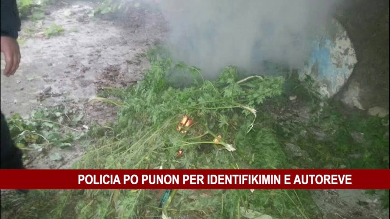 PUKË SEKUESTROHEN 213 RRËNJË KANABIS