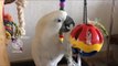 Culturally-Aware Cockatoo Channels Inner Miley Cyrus