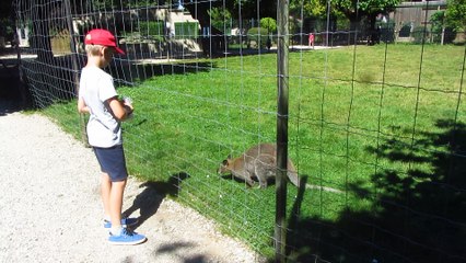 2016 08 Lorenzo nourrit le Wallaby de Bennett au Domaine des Fauves (38)