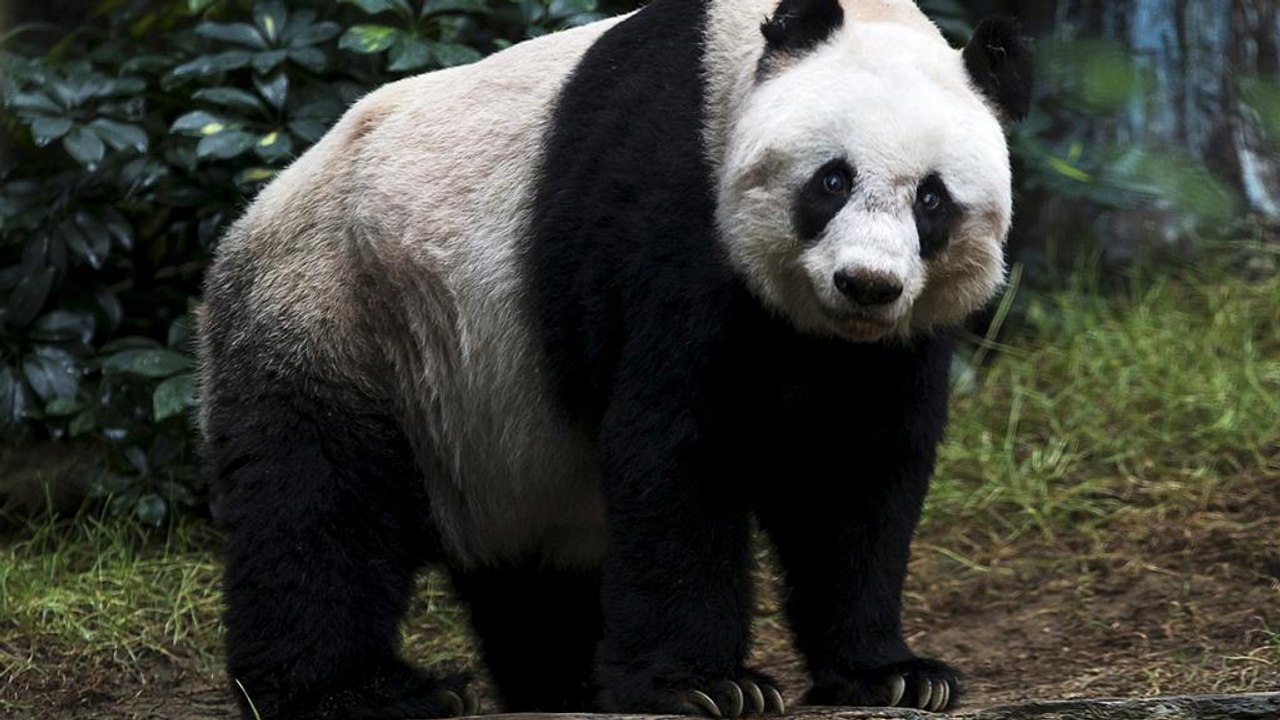 China: Panda-Avance endet glimpflich