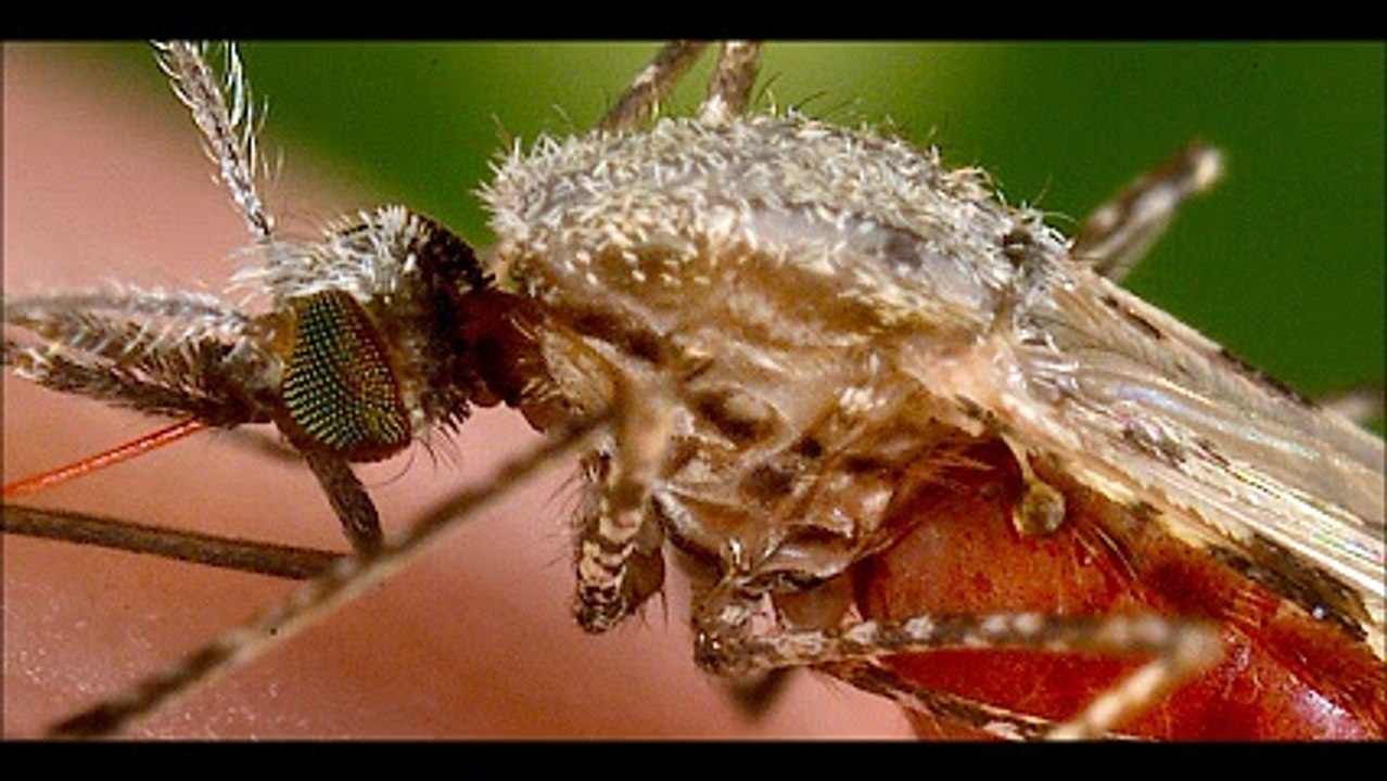 Απεντομώσεις κατσαρίδες Παλαιό Φάληρο 2ΙΙ.4ΙΙ4ΙΙΟ Απολυμάνσεις κατσαρίδες Παλαιό Φάληρο Μυοκτονίες Παλαιό Φάληρο μυρμήγκια σκόρο ψύλλους τσιμπούριακουνούπια μύγες ποντίκια κοριούς σαράκι Disinfestation cockroaches Palaio Faliro Deratization Palaio Faliro