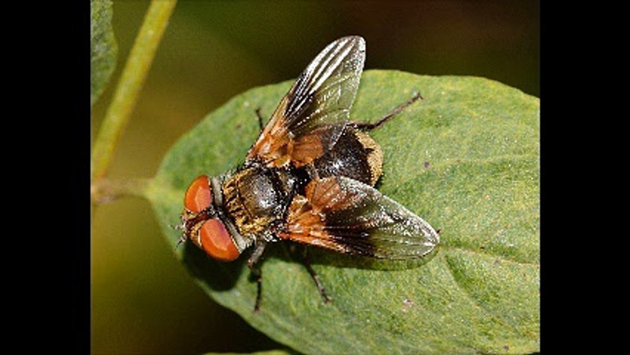 Απεντομώσεις κατσαρίδες Γαλάτσι 2ΙΙ.4ΙΙ4ΙΙΟ Απολυμάνσεις κατσαρίδες Γαλάτσι Μυοκτονίες Γαλάτσι μυρμήγκια σκόρο ψύλλους τσιμπούριακουνούπια μύγες ποντίκια κοριούς σαράκι Disinfestation cockroaches Galatsi Deratization Galatsi ants moth fleas ticks mosquito