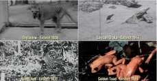 Imagens raras de 6 animais extintos nos últimos 100 anos