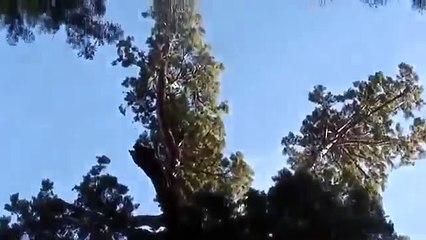 اضخم شجرة في العالم شجرة سكويا العملاقة