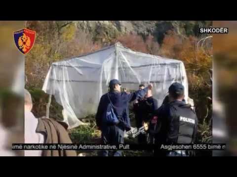 Ora News – Shkodër, agjesohen 6555 bimë kanabis në tre sera, 150 policë në operacion