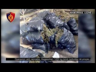 Kurbin, asgjësohen rreth 1.5 ton kanabis  - Top Channel Albania - News - Lajme