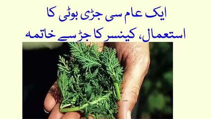 Cancer Ka Desi nuskha sy Ilaj- Cancer treatment کینسر کا جڑ سے خاتمہ