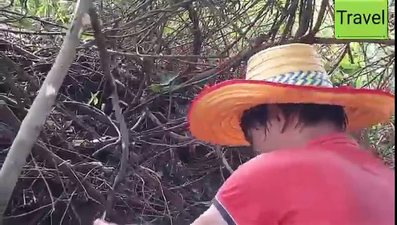 জঙ্গল তেকে বন মোরগ শিকার করছে কি করে দেখুন।