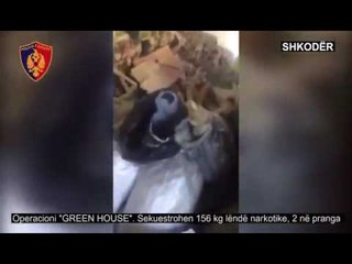 Ora News - Shkodër, sekuestrohen 156 kg kanabis, dy në pranga