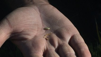 La première récolte bretonne de riz