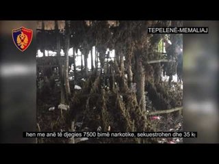 Operacionet antikanabis të policisë, zbulohen 4 kapanone me drogë