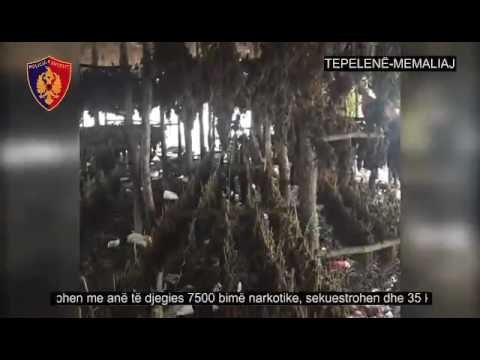 Ora News – Zbulohen katër kapanone me 7500 bimë kanabis në qarkun e Gjirokastrës