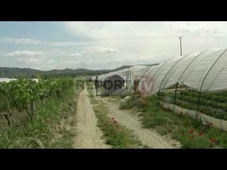 Report TV - Panariti propozon amnisti për 1 mijë fermerë që nuk shlyen financimet