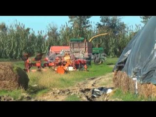 Ora News – Fier, Panariti: Grandi japonez u përdor si kredi për fermerët, ristrukturim