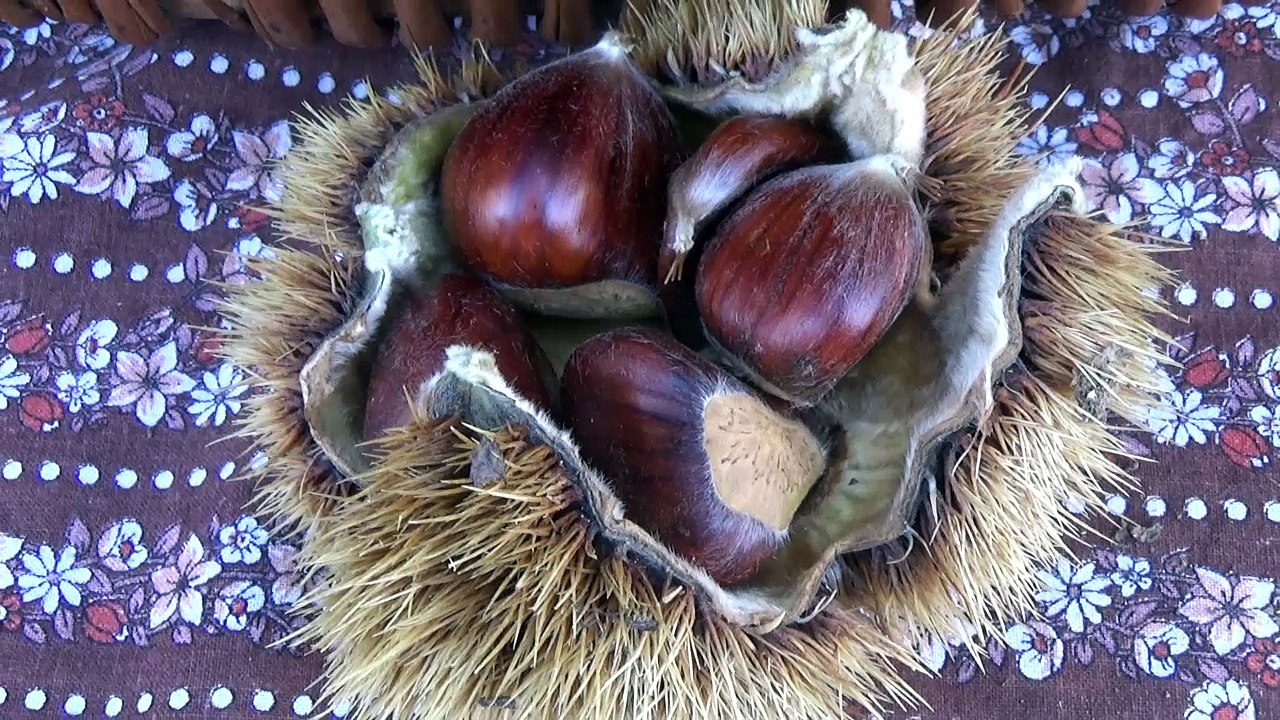 D!CI TV : Quand Dominique de Revest du Bion vous explique la différence entre les châtaignes et les marrons