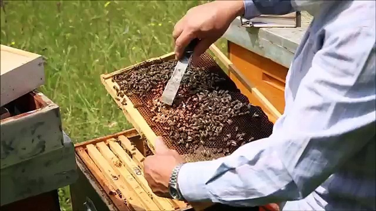 MR. NEBOJŠA VELIČKOVIĆ_ KAKO SPRIJEČITI ROJENJE_