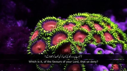 Live Transmisson Renew Surah Rahman - Qari Syed Sadaqat Ali