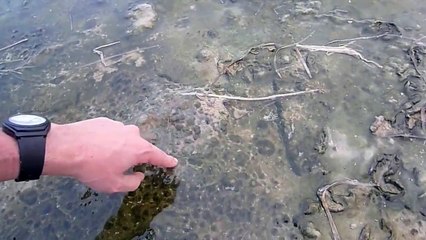 Algal (cyanobacterial) mat in a saline pond, Zarzis, Tunisia