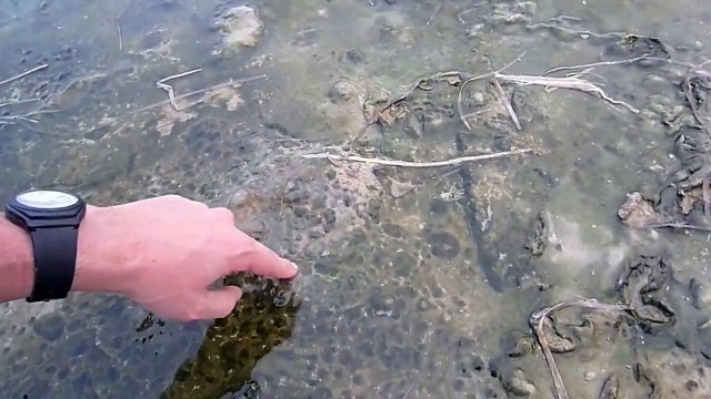 Algal (cyanobacterial) mat in a saline pond, Zarzis, Tunisia