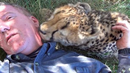 Un homme fait une sieste, mais un guépard s'approche de lui et fait quelque chose d'inattendu...