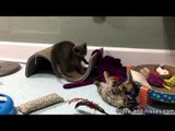 Rescue Cats Meet a New Friend