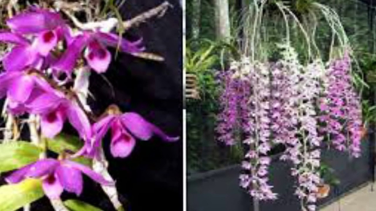 Ảnh sưu tầm các loại lan Phi điệp- lan Giả hạc