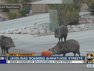 Neighbors report javelinas roaming Ahwatukee streets