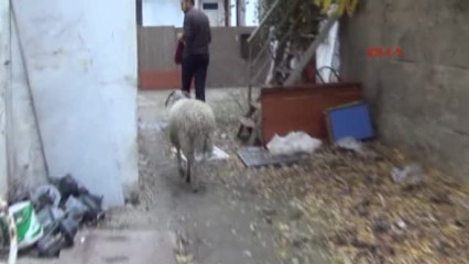 Inegöl Bayramda Kesmeyip Beslediği Koç, Oyun Arkadaşı Oldu