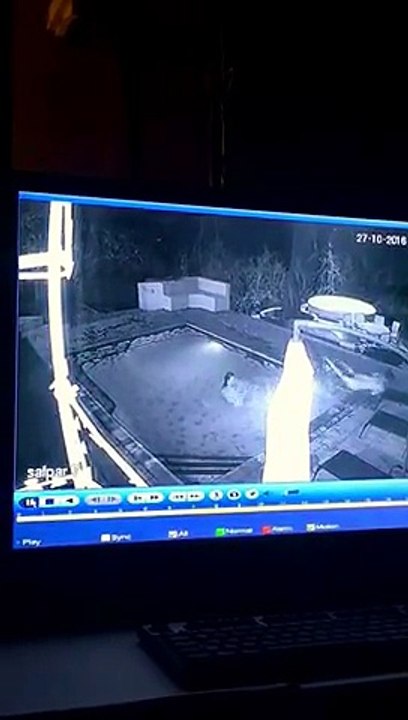 Attaque d'un crocodile dans une piscine privée...
