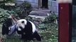 Rentrer dans l'enclos d'un Panda géant.. mauvaise idée vraie embrouille !