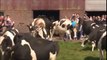 Ces vaches sont tellement heureuses de sortir en plein soleil de la grange !