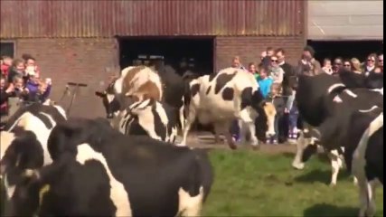 Ces vaches sont tellement heureuses de sortir en plein soleil de la grange !