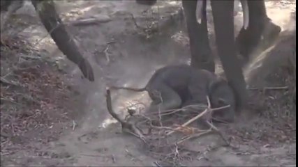 Sauvetage d'un bébé éléphant par les autres de la troupe