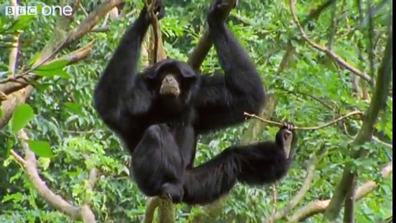 Funny Talking Animals - Walk On The Wild Side - s 2,  3 Preview - BBC One