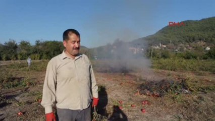 Dalaman Para Etmeyince 450 Nar Ağacı Kışlık Odun Oldu