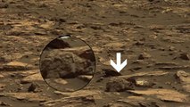 Alien Hunters Grizzly Bear Spotted on Mars