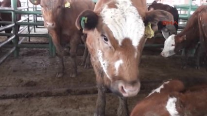 Muş - Çiftçilerin Yüzü ?genç Çiftçi? Projesi Ile Güldü