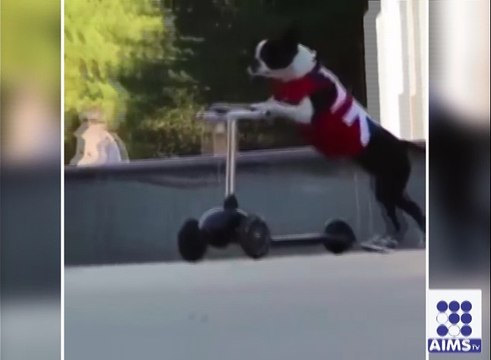 اسکیٹنگ میں کتے نے انسان کو بھی پیچھے چھوڑ دیا