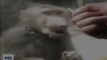 بندر کو کھانا نہیں ملا تو اس نے کیا کیا دیکھیں اس وڈیو میں
