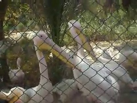 Great White Pelican Birds Bahawalpur Zoo