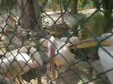 Great White Pelican Birds Bahawalpur Zoo