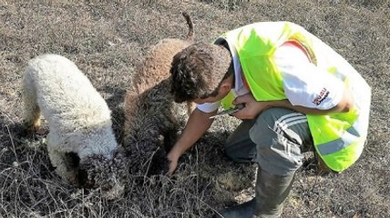 Trüf Mantarı'nı Köpekler Buldu, Kilosu 3 Bin 500 Euro